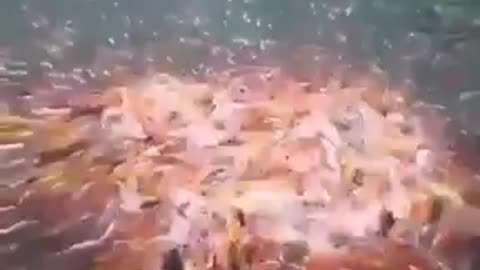 Fishes are fighting on food