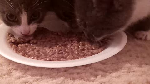 Hungry Hungry Kittens
