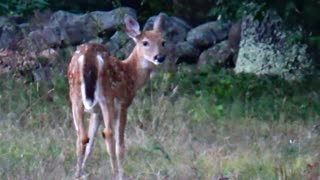 Fawn Deer