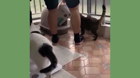 cat doesn't want the feed and complains to the owner