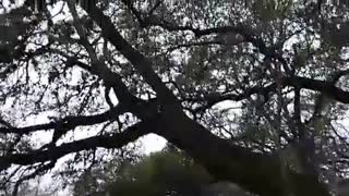 Pup scales 50ft plus oak tree