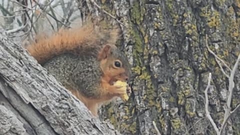 Squirrel Eating a Piece of Bread