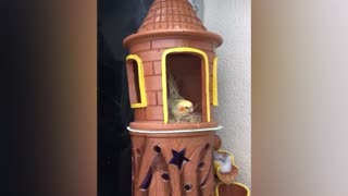 Rapunzel cockatiel in his small castle
