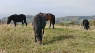 the black horses were serenely eating the grass