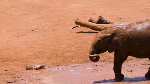 Two Baby Elephants Playing In The Mud So Cute