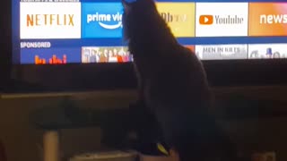 Kitty Goes Crazy over Loading Indicator