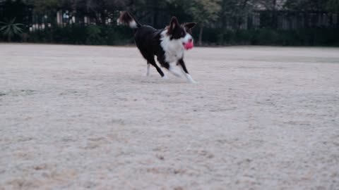Dog playing ball smart