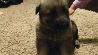 Brown dog crying and barking when baby touches it