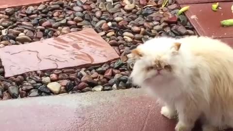 Funny Cat Video That Will Make You Laugh For Hours