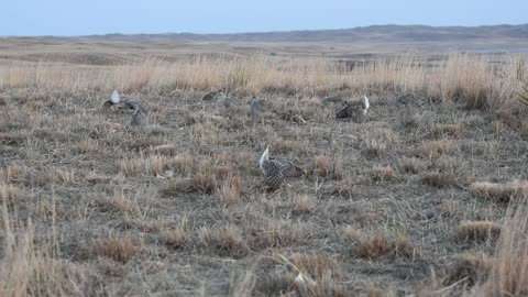 Sharp Tailed Grouse - 05