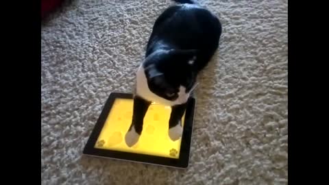 funny cats play game