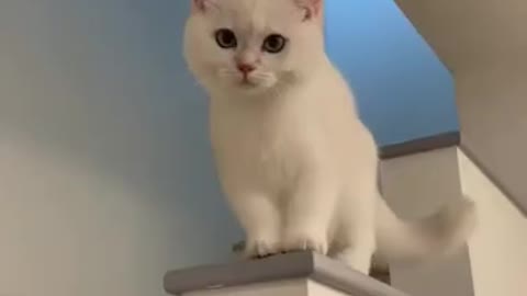Cute Petty White Cats video