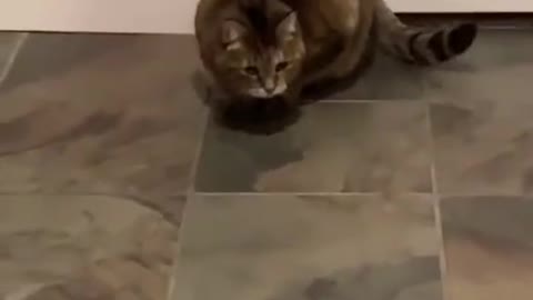 Cat Ghost Whisperer
