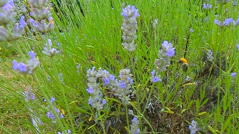 German Bumblebee collects nectar from lavender