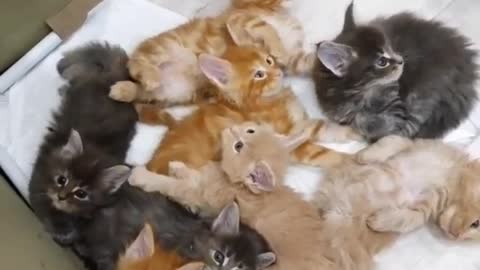 A Little Kitten Playing and Meowing - Cat Babies Compilation