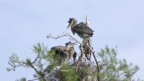 Great blue herons in a nest