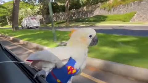 Parrot rushes to meet adventures...