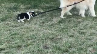 Corgi Pup Tries to Take Woofer for a Walk