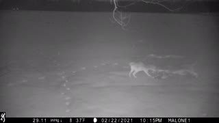 Raccoon vs Coyotes