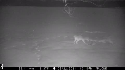 Raccoon vs Coyotes