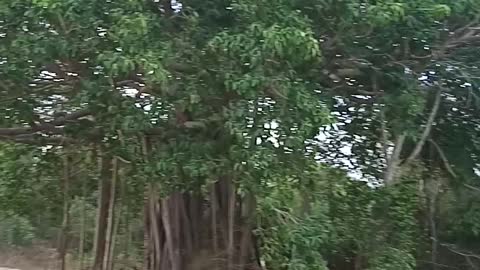 Trees in the Sri Lanka