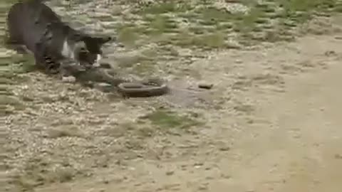 Top 10 funny cat fight a snake 🐍