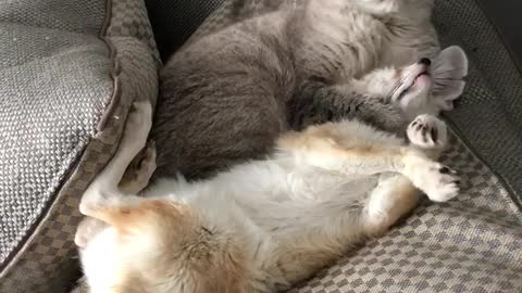 Cat gives fenec fox big time hug