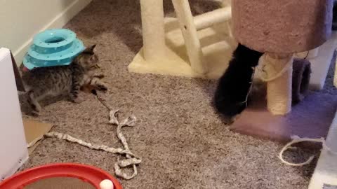 9 foster kittens playing around