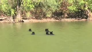 Bear Family Goes for A Swim