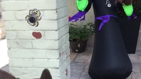 Dog scared of halloween monster decorations