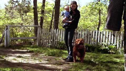 pitbull protecting mom and baby