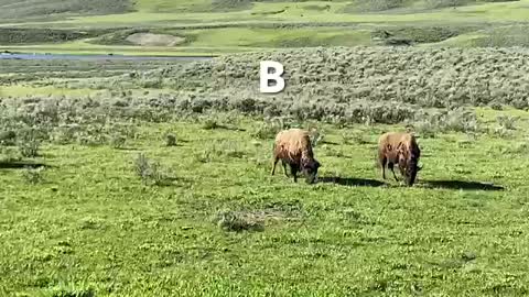 ABC Nature Walk: B is for Bison