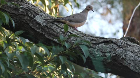 beautiful birds singing 2