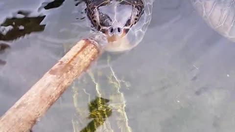 Hand Feeding A rescued Sea turtle