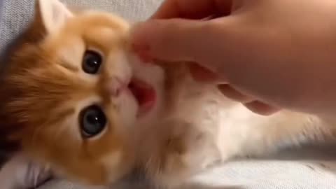 Cute Cat Video And Kittecat Video