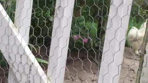 Chicken attacks woman and screams