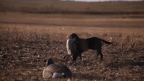 Trench Warfare Waterfowl