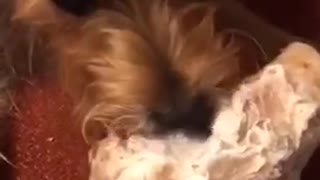 Dog eating doesnt like camera