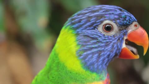 The rainbow lorisette parrot is rare
