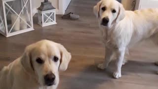 Golden Retrievers fetch shoes for their owner