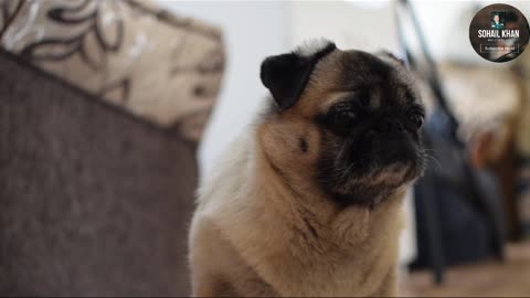 Cute and funny pug video l pug is very happy lcute dogs lfunny dogs l pug puppy l pet