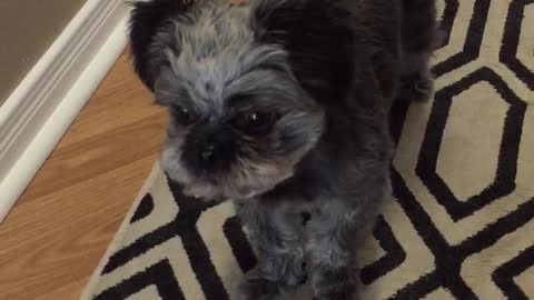 Dog furious to learn someone ate all his Halloween candy