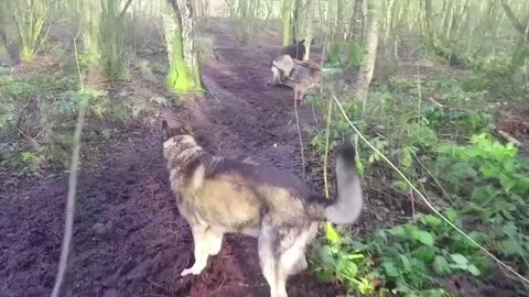 German shepherd vs Tree