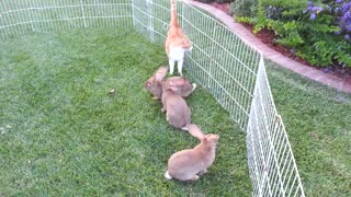 Cinco conejos bebé se hacen amigos de un gato