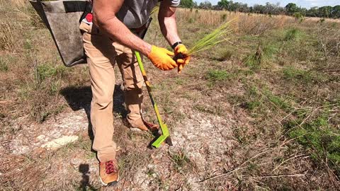 Hand Planting Longleaf Pine in Florida