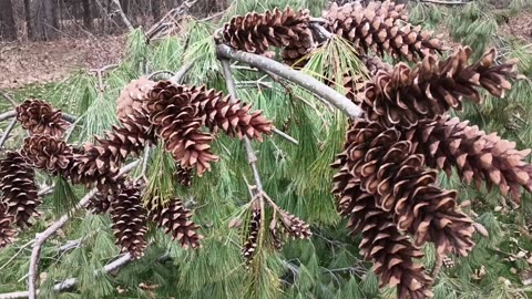 Pinecones