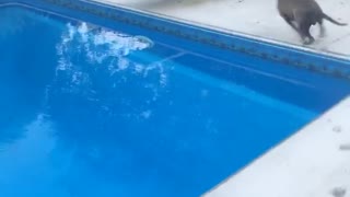 Gray dog jumping into pool when owner tosses toy