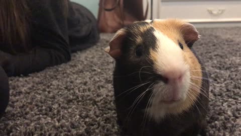 Guinea Pig Whistles And Chirps For The Camera