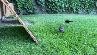 Bird feeding her little one