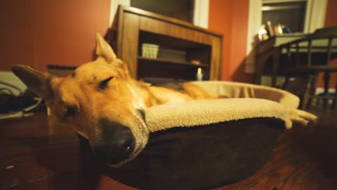 Dog Relaxing On His Bed 1#